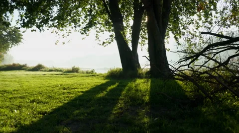 Ronin Stabilized camera moving towards river, sun rays coming through trees Video stock 55149810