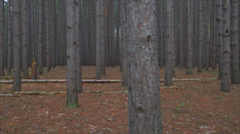 Ronin Stabilized smooth walk through a forest of tall pines Stock Footage 55683754