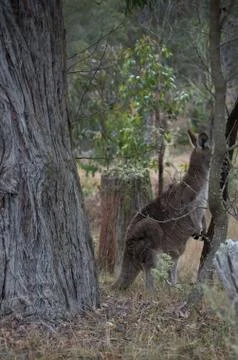 Roo in the Bush Stock Photos