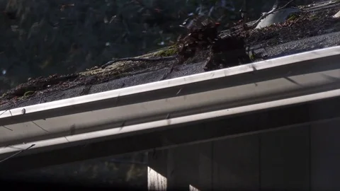Roof being blown with a leaf blower Stock Footage 105087199