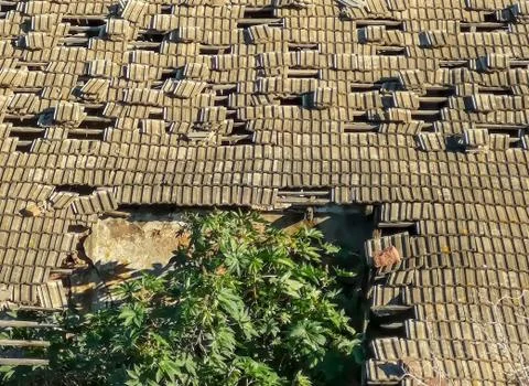 Roof collapsing with a tree emerging Stock Photos