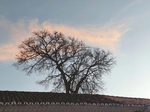 Roof composition with tree and clouds behind Stock Photos