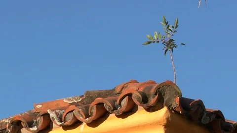 Roof Vídeo Stock 100433380