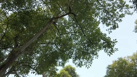 Roof Tree Stock Footage 123749039