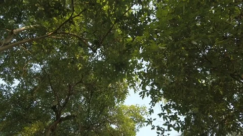 Roof Tree Stock Footage 123749071