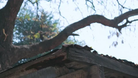Rooftop and creepy tree daytime 4k UHD Video stock 146937210