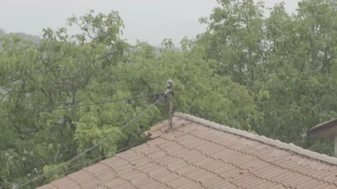 Rooftop and trees on the far end moving in a rainstorm Stock Footage 160157834