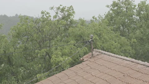 Rooftop and trees moving in a rainstorm Stock Footage 160158163