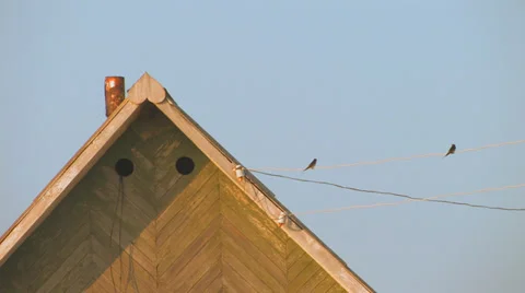 Rooftop and two birds Stock Footage 35153191
