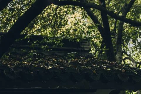 Rooftop branches Stock Photos