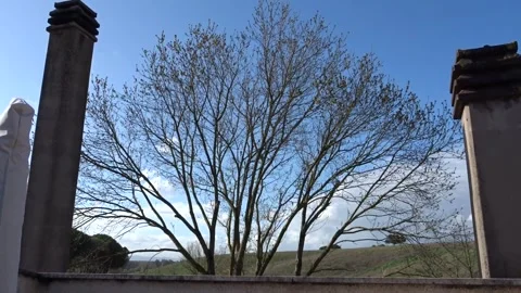 Rooftop in Daylight – Trees in Center, Chimneys on Sides Stock Footage 304267103