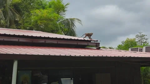 Rooftop Explorer: Inquisitive Monkey's Journey on High Stock Footage 248962597