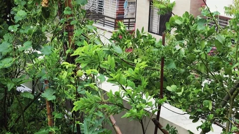 Rooftop Garden Rain day Background Stock Footage 308009375