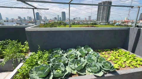 Rooftop garden raised bed with cabbage heads and leafy greens. Urban farming on Stock-Footage 341546812
