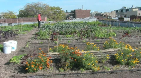 Rooftop Gardens Stock Footage 698960