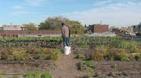 Rooftop Gardens Stock Footage 698966