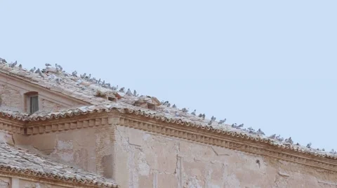 Rooftop with pigeoons Stock Footage 59310730