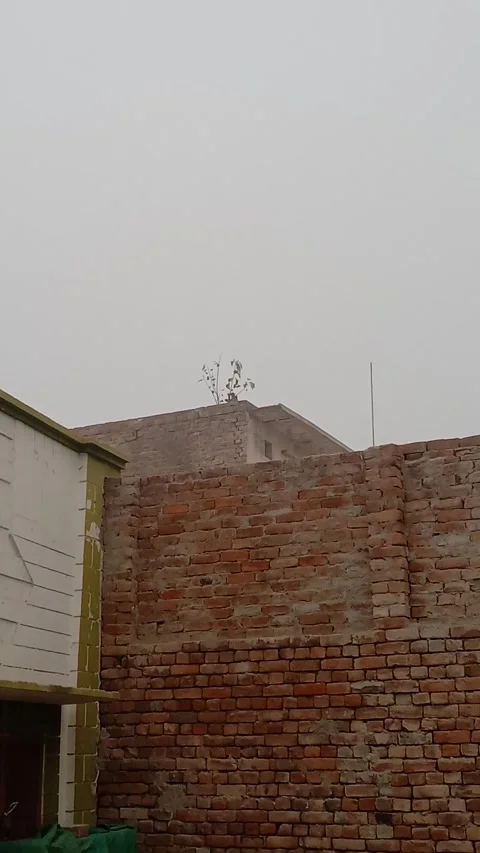 Rooftop Plant in Mist Stock Footage 323578628