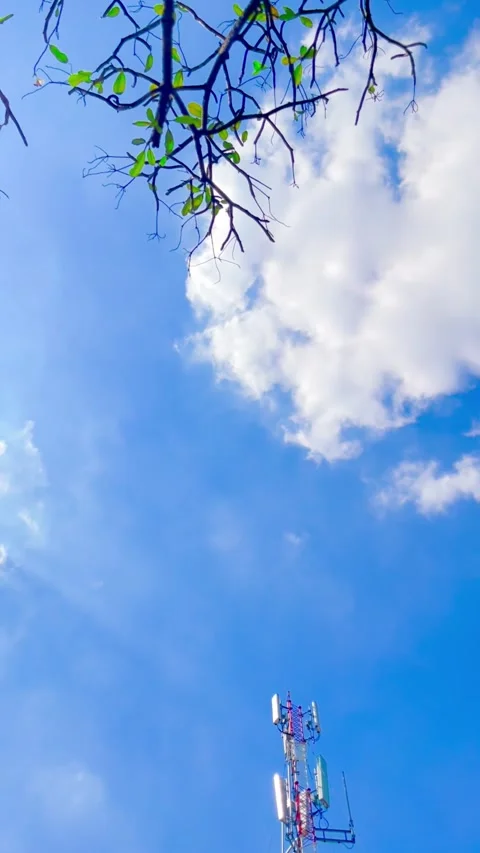 Rooftop Telecommunication Tower on Blue Sky Windblown Green Leaves on Branches Stock Footage 334717641