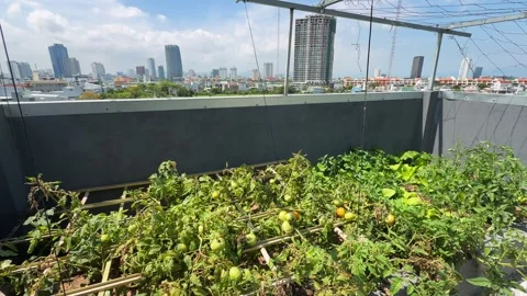 Rooftop vegetable garden with green tomato plants. Urban roof farming with city Stock Footage 341546798