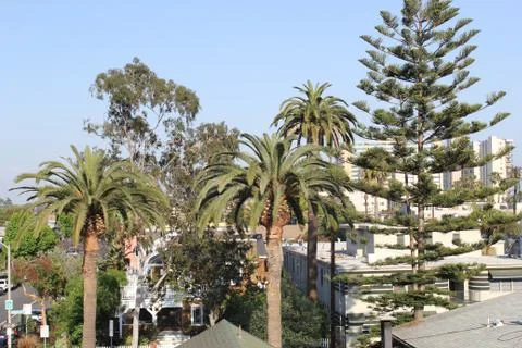 Rooftop View of Trees Stock Photos