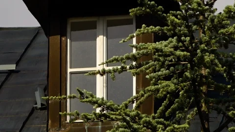 A rooftop window next to a tree Stock Footage 100839711