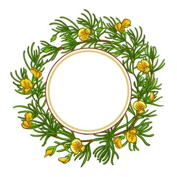 Rooibos branch vector frame Stock Illustration