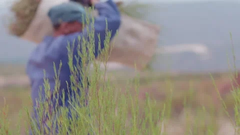 Rooibos bush, shallow depth of field, out of focus farm worker Stock Footage 236552412