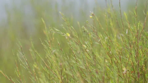 Rooibos leaves blowing in the wind. Stock Footage 236551605