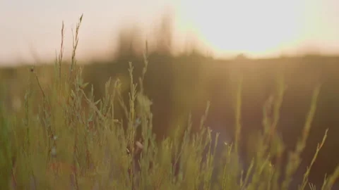Rooibos leaves blowing in the wind, sunset, sunrise, shallow depth of field Stock Footage 236552009