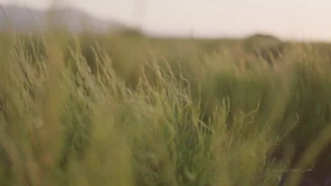 Rooibos plants blowing in the wind, slow motion, HD Stock Footage 236554121