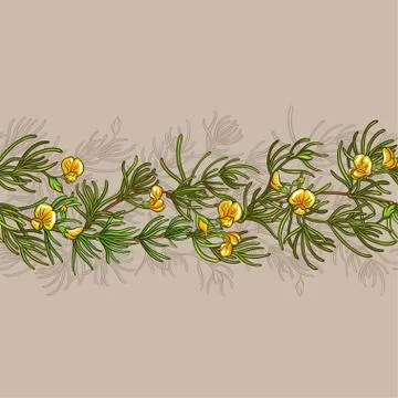 Rooibos seamless pattern Illustrazione stock