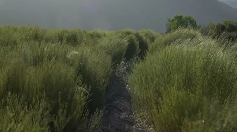 Rooibos tea plants on blind horizon Stock Footage 48592971