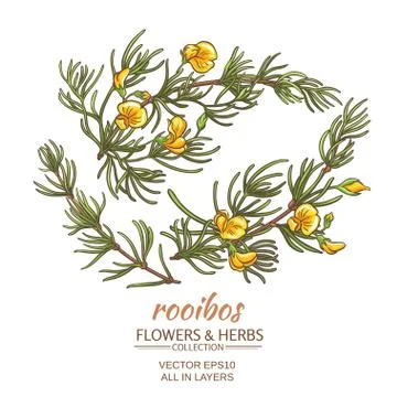 Rooibos vector set Stock Illustration