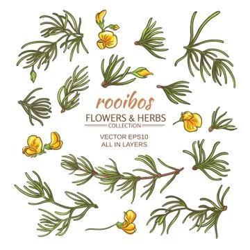 Rooibos vector set Stock Illustration