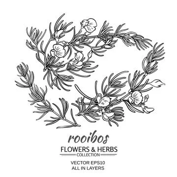 Rooibos vector set Stock Illustration
