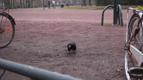 Rook (bird) atacking another rook Stock Footage 147222546
