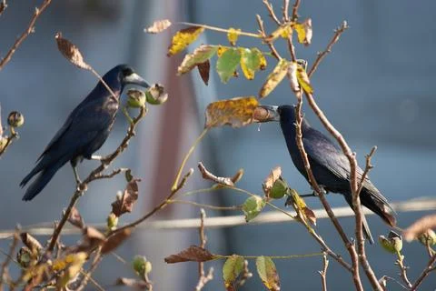 Rook bird feeding with walnut from a tree (Corvus frugilegus) Stock Photos