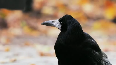 Rook bird head close up portrait with autumn background Vídeos de archivo 341270066