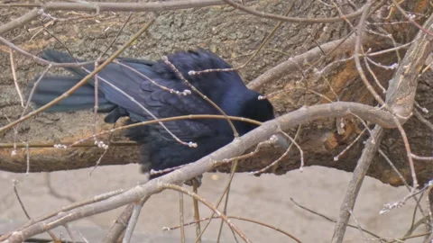 Rook black bird on tree branches in autumn shakes its feathers and flies off Stock Footage 248249151
