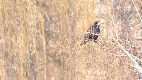Rook black bird on tree branches in autumn caw and flies off Stock Footage 248250596