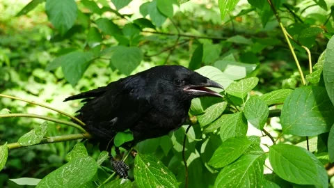 A rook chick sits on a tree branch in the forest. Stock-Footage 242164820