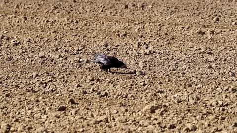 Rook/ crow on a field Stock Footage 109464427