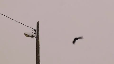 Rook Crow Perched on Streetlamp Post as Snow Falls, Takes Flight in Winter Stock Footage 293347853