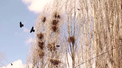 Rook Crows Birds and Wind Resistant Nests in Strong Storm Stock Footage 325785740
