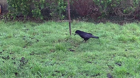 ROOK eating worms   in the  grass Stock Footage 297999116