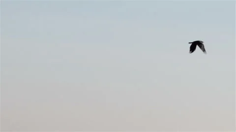 Rook flies high in sky. Vidéo 56606036