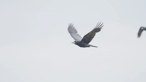 Rook flying, bird in flight Stock Footage 344278142
