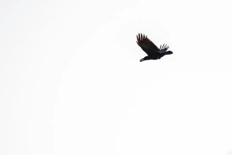 Rook is flying Stock Photos