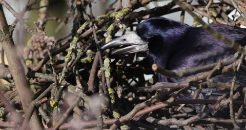 The rook grabs sticks with its beak, 4K slomo Stock Footage 256163408
